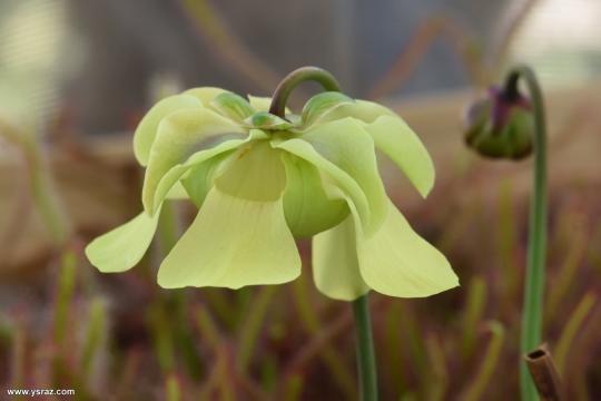 פרח שופרית אלטה Sarracenia alata
