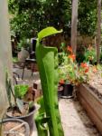 שופרית Sarracenia alata 'Green Giant'