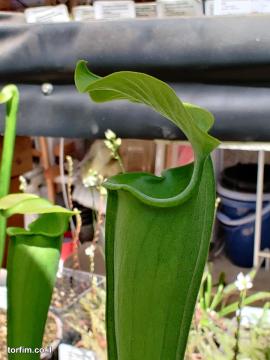 שופרית אלטה Sarracenia alata "Green Giant"