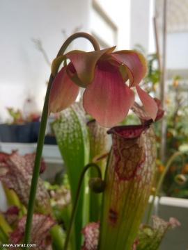 פרח שופרית בראבא Sarracenia Barba x purpurea