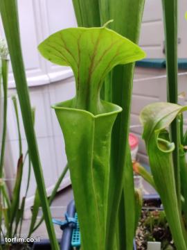Sarracenia flava var ornata