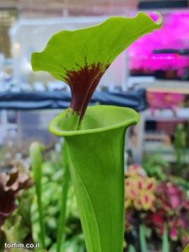 Sarracenia flava var rugelii