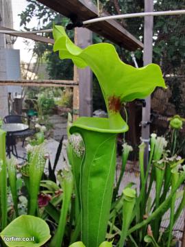 Sarracenia flava var rugelii
