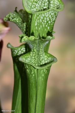 Sarracenia Leucophylla