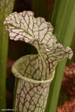 Sarracenia Leucophylla