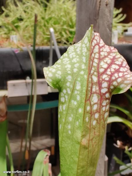 Sarracenia Leucophylla
