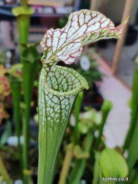 Sarracenia leucophylla 'Pubescent Pink'