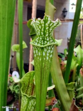 Sarracenia leucphylla Var Alba 1 81E003A