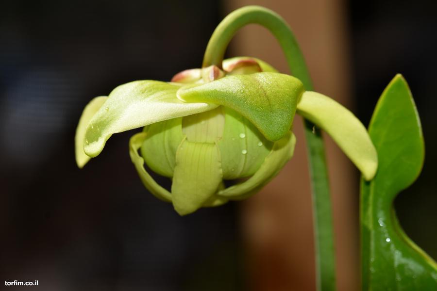 Sarracenia oreophila Flower