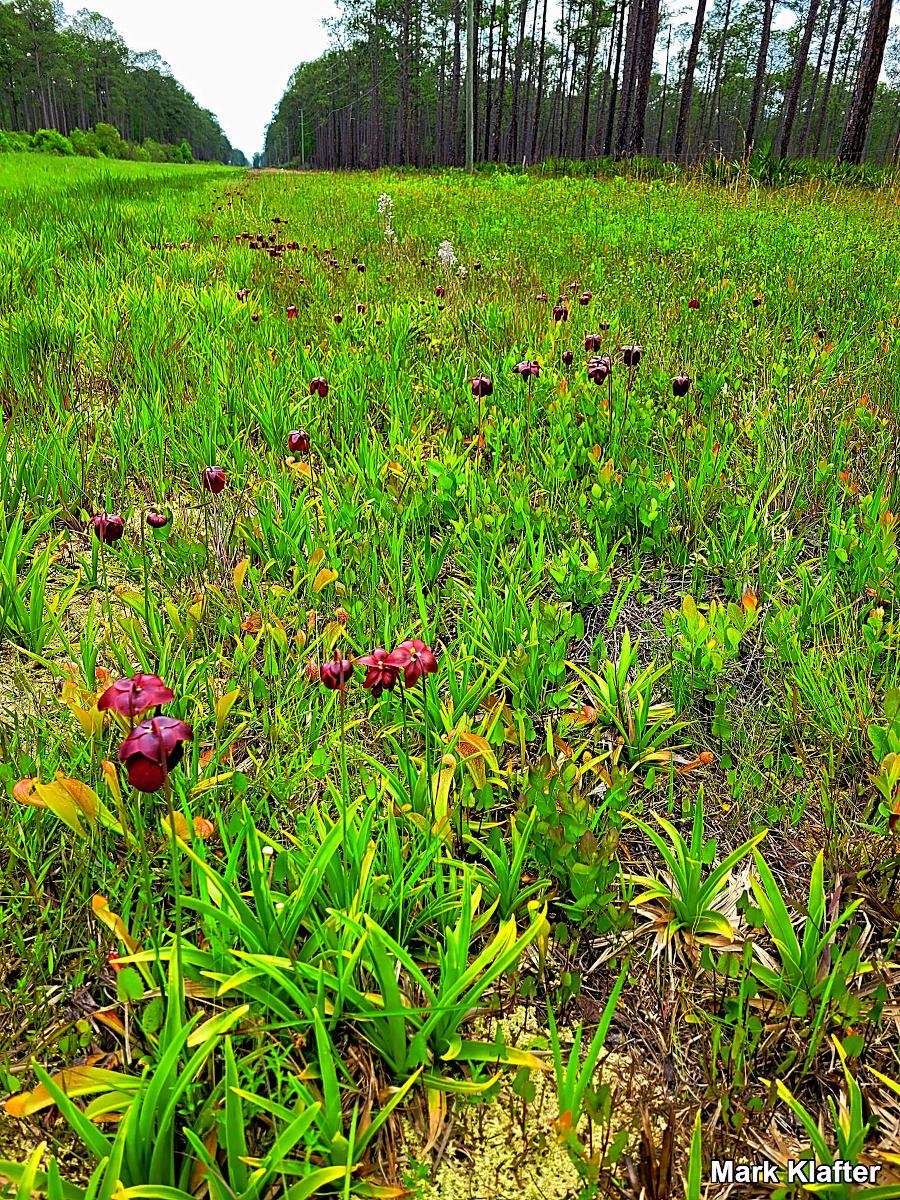 Sarracenia psittacina בשדה , בפלורידה