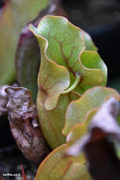 שופרית סגלגלה ונוסה Sarracenia purpurea ssp venosa "Ruffled Lids"