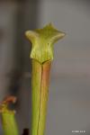 Sarracenia rubra ssp  wheryii