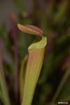 Sarracenia rubra ssp  wheryii