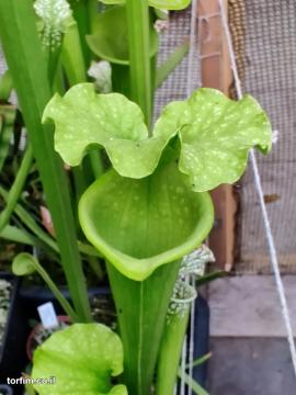 Sarracenia x Moorei