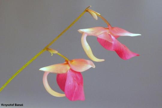 נאדיד Utricularia quelchii