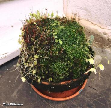 נאדיד Utricularia jamesoniana מאזור טאפווי אמורי, דרופ אמריקה