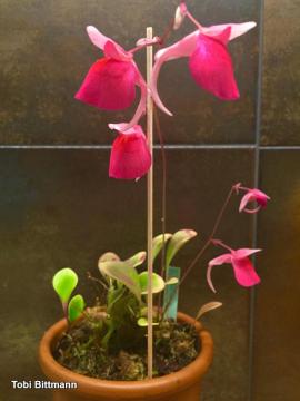 נאדיד Utricularia quelchii מאזור טאפווי רוראימה, דרום אמריקה.