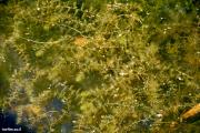 מרבד נאדיד המים Utricularia australis