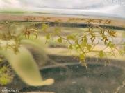 נאדיד המים Utricularia australis