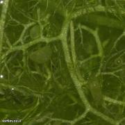 שלפוחית נאדיד Utricularia vulgaris