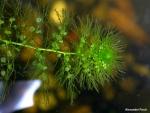 צמח נאדיד המים Utricularia australis