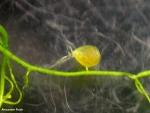 מלכודת נאדיד המים Utricularia australis
