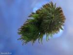 ניצן חורף של נאדיד המים Utricularia australis
