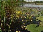 נאדיד עדין Utricularia gibba במים רדודים