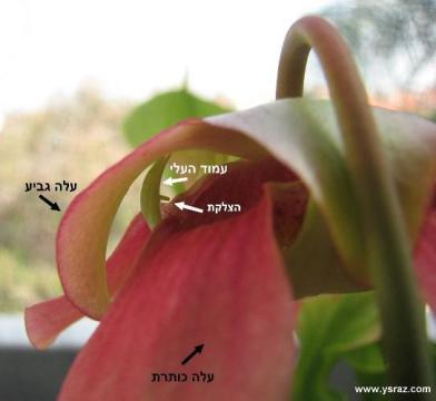 מבנה חיצוני של פרח שופרית