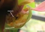 מבנה פנימי של פרח שופרית