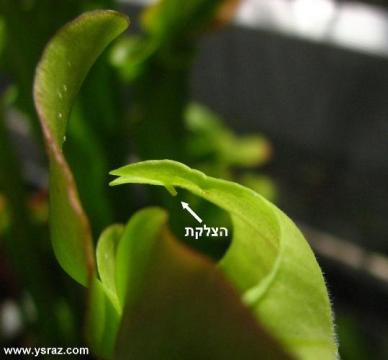 מבנה פנימי של פרח שופרית