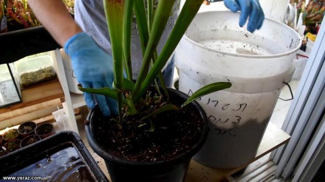repotting-sarracenia1