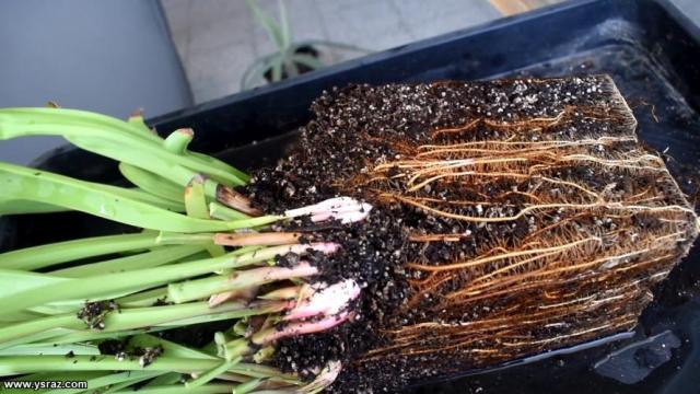 repotting-sarracenia2