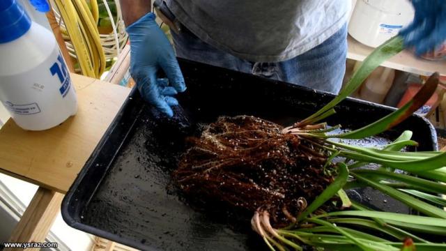 repotting-sarracenia3