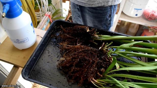 repotting-sarracenia4