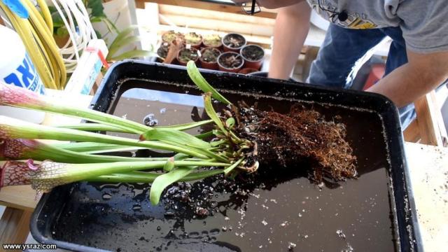 repotting-sarracenia6