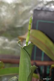 עמוד פריחה של ברומאילד טורףBrocchinia reducta France Strain