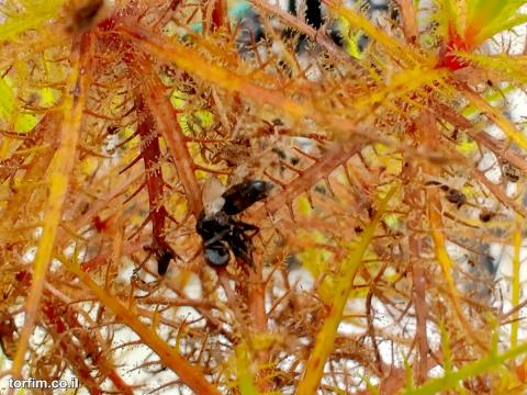 רורידולה Roridula dentata