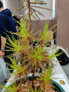 רורידולה Roridula dentata
