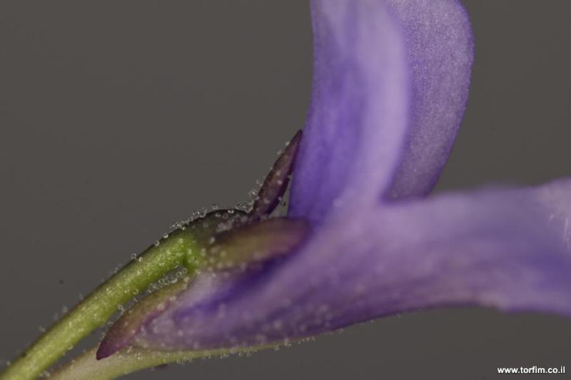 שערות דביקות על גביע פרח חמאית Pinguicula longifolia ssp