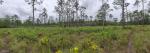 תמונה פנורמית של ה-Green Swamp, כאשר איננה מוצפת מים