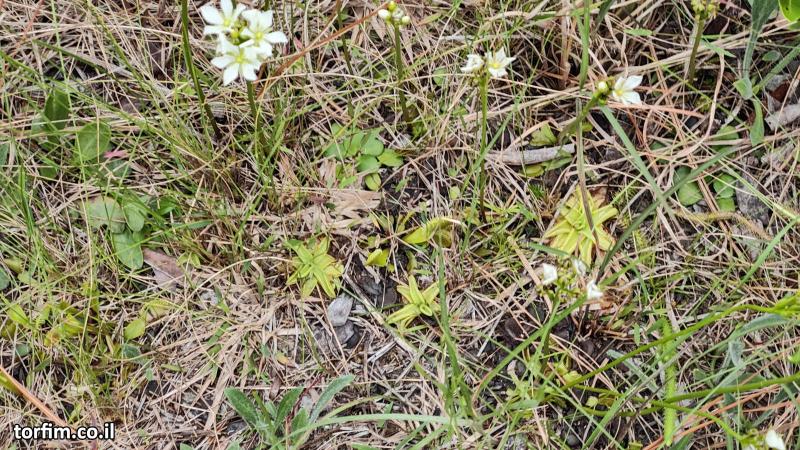 חמאיות ודיונאות מסתתרות בין העשבים ב-Green Swamp