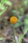 Polygala lutea - Orange Milkwort