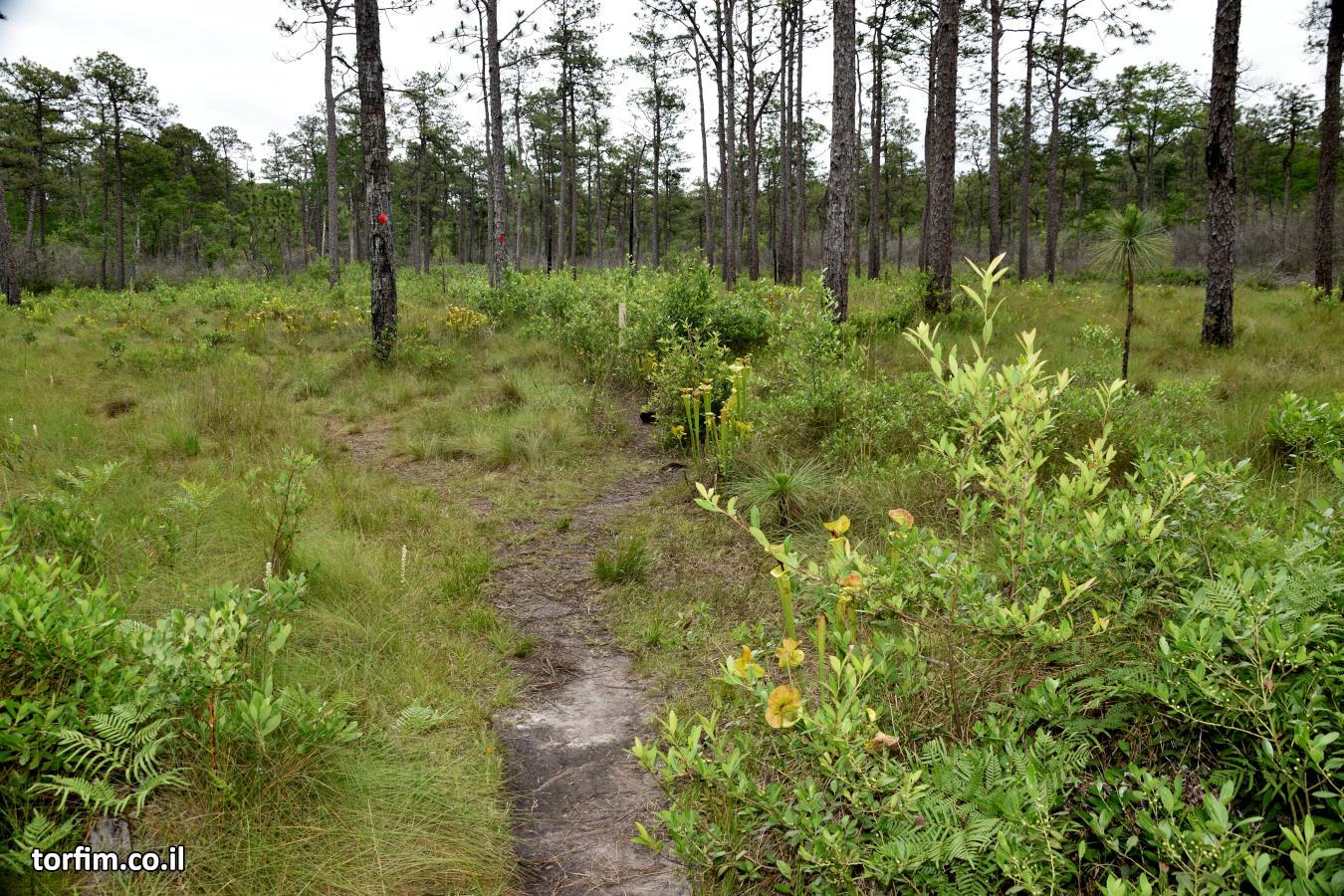 שבילים מסומנים שלאורכם גדלות שופריות, בביצת Green Swamp