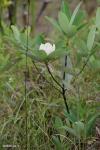 Gordonia lasianthus - Loblolly Bay