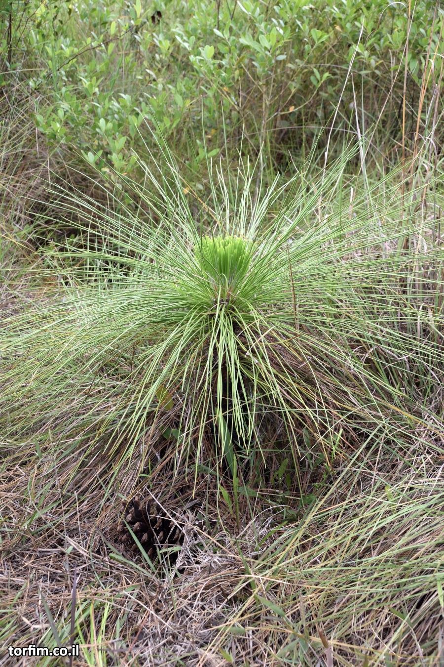 עץ אורן ארוך העלה, בצעירותו Long Leaf Pine