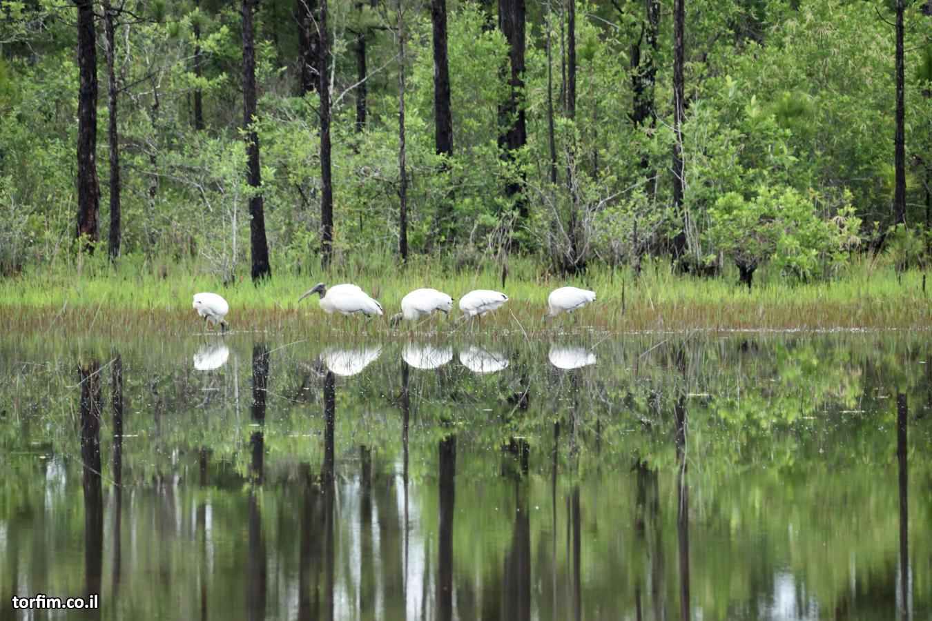 להקת עגורים בגוף המים שבביצת Green Swamp