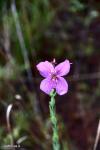 Rhexia - Meadow Beauty