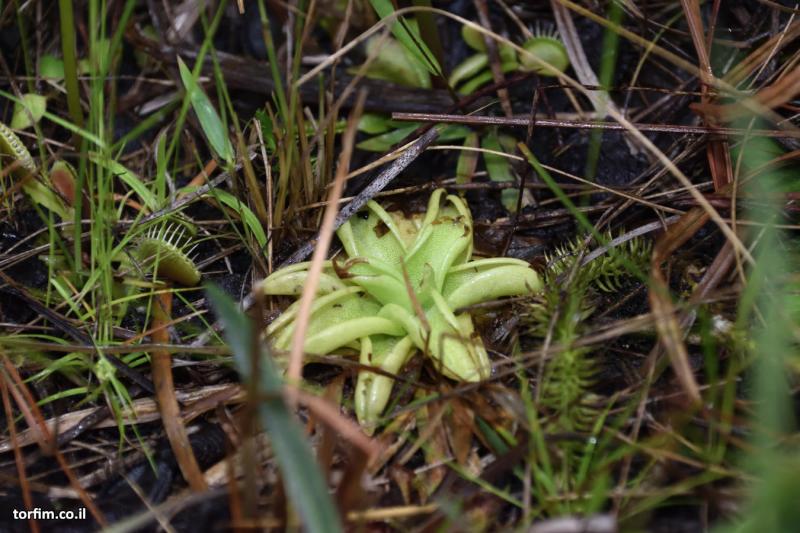 חמאית מסתתרת בין העשבים ב-Green Swamp