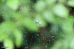 עכביש מסוג Orchard Orbweaver ב-Green Swamp